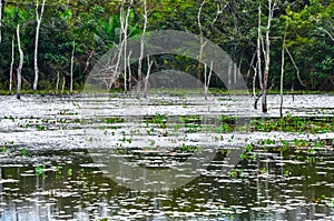 Flooded forest, Pantanal, Mato Grosso (Brazil) photo