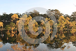 Flooded forest reflection on the lake with boatman in magic light part 8