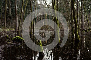 Flooded forest in the spring nature of Europe