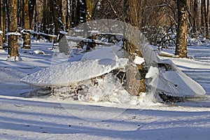 In a flooded forest in winter, ice floes have remained after the water has subsided