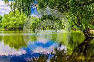 Zatopené lesy u řeky Dunaj, Slovensko