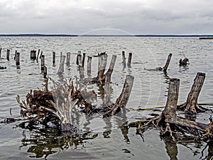 Flooded forests of the old stumps sticking out of the water, the lake Uvildy