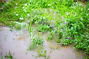 Flooded garden with flowers. It is raining, dripping through the puddles. Bad weather in summer, mesocyclone