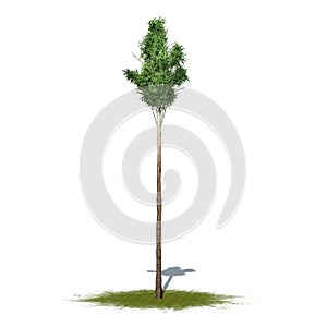 Flooded Gum or Eucalyptus Grandis tree on green area with shadow on the floor - isolated on white background