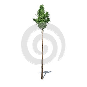 Flooded Gum or Eucalyptus Grandis tree - isolated on white background