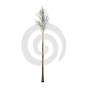 Flooded Gum or Eucalyptus Grandis tree in winter - isolated on white background