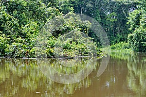 Flooded jungle in the Cuyabeno Wildlife Reserve photo