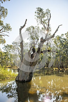 The flooded Lachlan river.