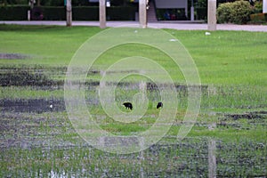 Flooded landscape in a football field, an announcement on the lawn in the rainy season