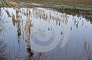 Flooded maize field