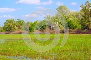 Flooded meadow