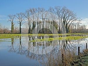 Flooded meadow with bare trees in the Flemish countryside