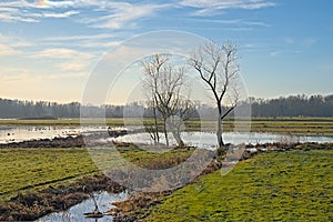 Flooded meadow with bare trees in the Flemish countryside