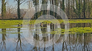 Flooded meadow with bare trees and flock of geese in the Flemish countryside