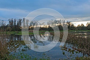 flooded meadow with bare trees reflecting in the water in the Flemish countryside