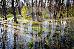 Flooded meadow in forest
