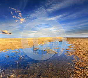 Flooded meadow in spring time