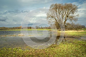 Flooded meadow with tree and dark clouds on a windy day