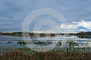 flooded meadow with trees and reed reflecting in the water in the Flemish countryside