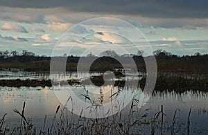 flooded meadow with trees and reed reflecting in the water in the Flemish countryside