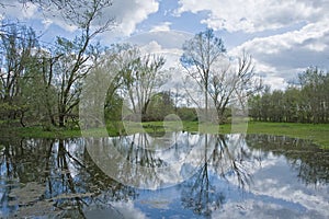 Flooded meadow with trees reflecting in the water in the Flemish countryside