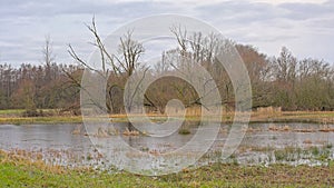 Flooded meadows with bare trees in the Flemish countryside