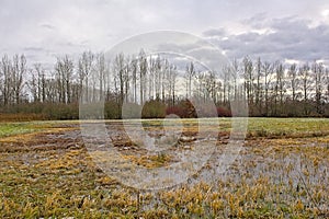 Flooded meadows with bare trees in the Flemish countryside