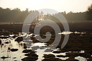 Flooded misty moor