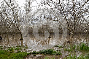 A flooded orchard in Davis, California