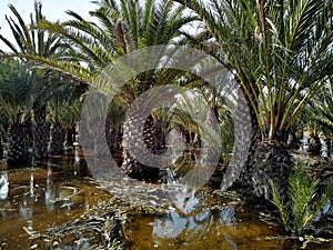 Flooded palm trees gardens gota fria Ã¢â¬â cold drop September 2019aftermath, Orihuela coast photo