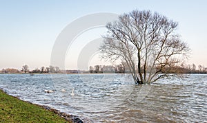 Flooded polder with solitary tree