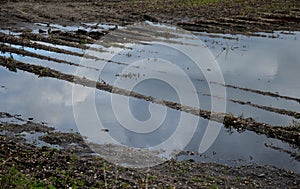 Flooded potato field due to heavy rains poorly permeable soil. due to compaction by heavy mechanization tractors push too much gro photo