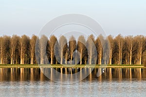 Flooded rice field, Lomellina (Italy)