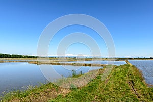 Flooded rice field, Lomellina (Italy) photo