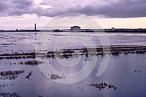 Flooded rice field for sowing with clouds.Albufera Valencia