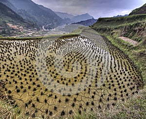 Flooded rice fields in china, Xijiang miao village, Guizhou Prov