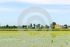 Flooded rice fields, Lomellina (Italy)
