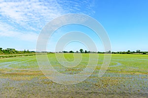 Flooded rice fields, Lomellina (Italy)