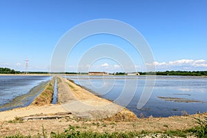 Flooded rice fields, Lomellina (Italy) photo