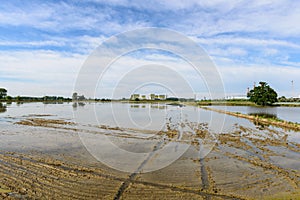 Flooded rice fields, Lomellina (Italy) photo
