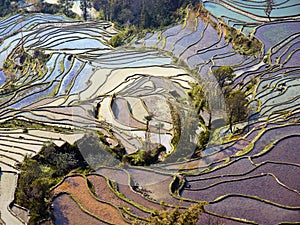 Flooded rice fields in South China