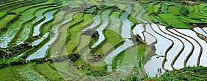 Flooded rice fields in Vietnam