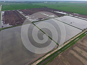 Flooded rice paddies. Agronomic methods of growing rice in the fields.
