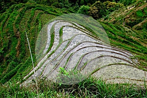 Flooded rice paddy fields