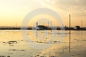 Flooded rice paddy and traditional Mediterranean Albufera Valencia, Spain