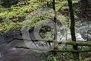 Flooded river with downed trees covered in heavy moss, Great Smoky Mountains