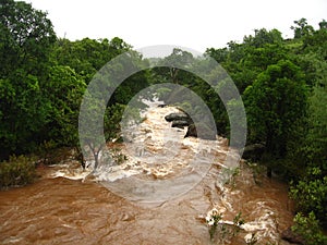 Flooded river in forest