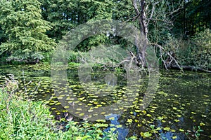 Flooded Ruhr floodplain with dead tree, wild growth and ducks on the water