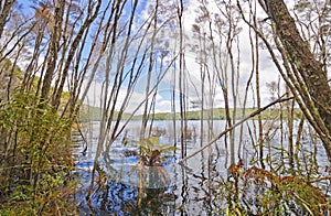 Flooded Shores on a Forested Lake