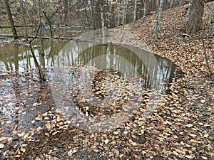 Flooded Swamp in January in Winter